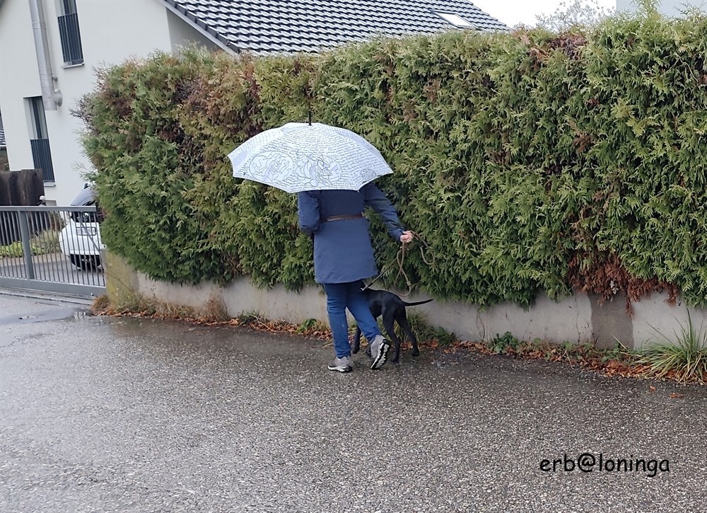heute mal mit Schirm unterweg, bei dem "Sauwetter"